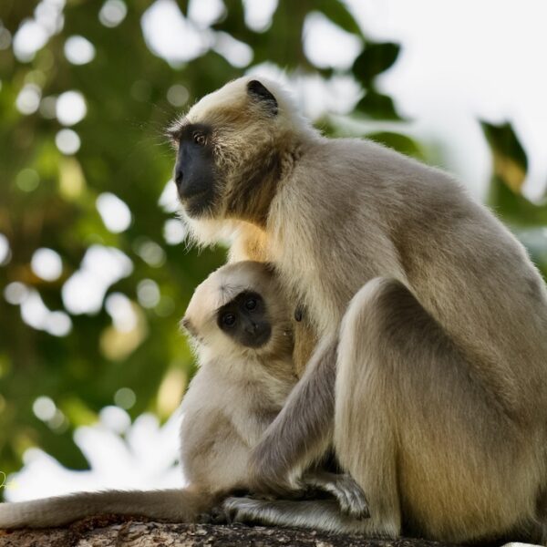 3F0F8BAA-102A-475E-993A-02535916EA1B_1_105_c