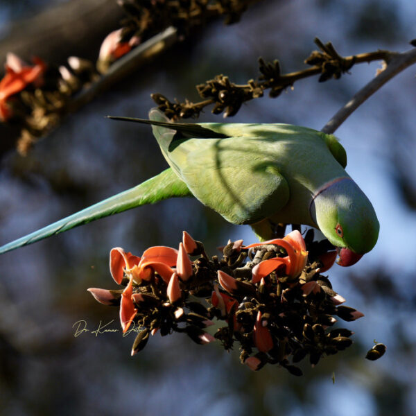 4D394ABC-AC0B-45C9-BE1A-9BD94455C333_1_105_c