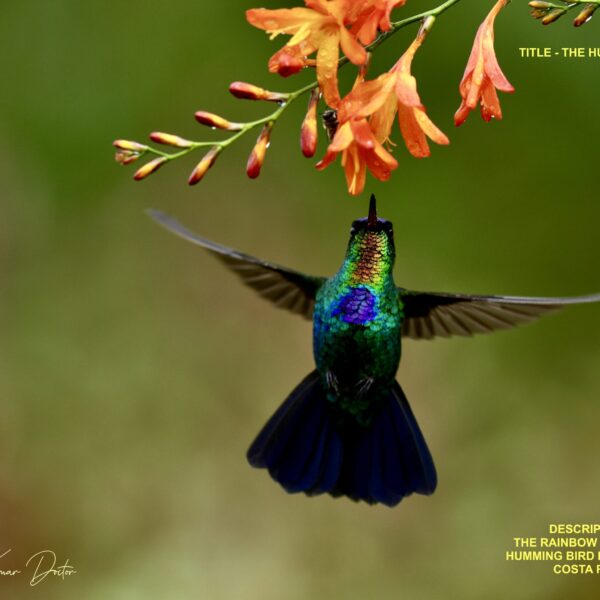 72E859EA-402C-4D14-8F36-A80F9D0211B3_1_201_a